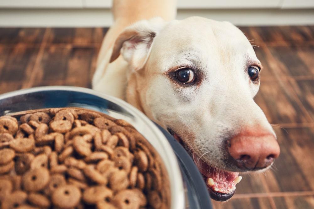 Alimentation pour chien  quels produits naturels pour un repas sain 