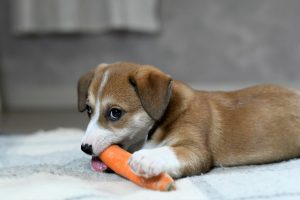 alimentation carotte pour chien
