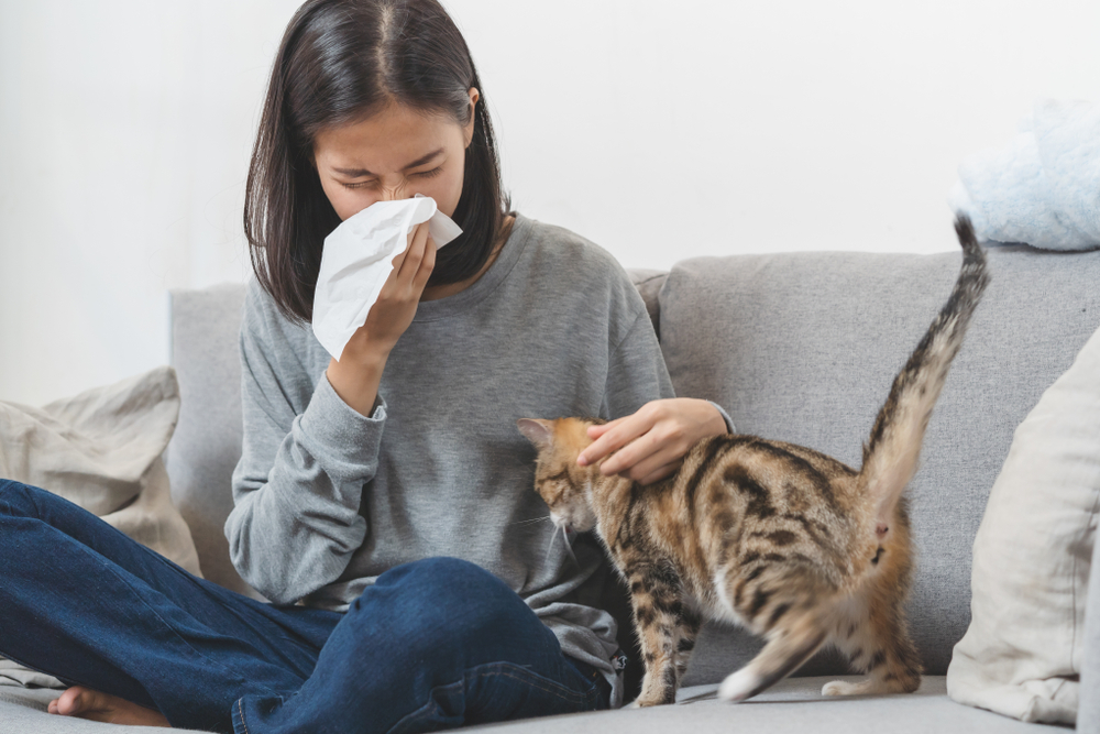 L'allergie au chat : comment la reconnaître et la soigner ?