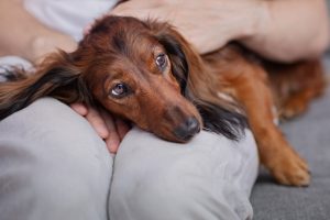 Conseils pour détecter les symptômes d’un chien malade